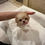 Miniaturbild: KOKORO Micro Maltipoo
