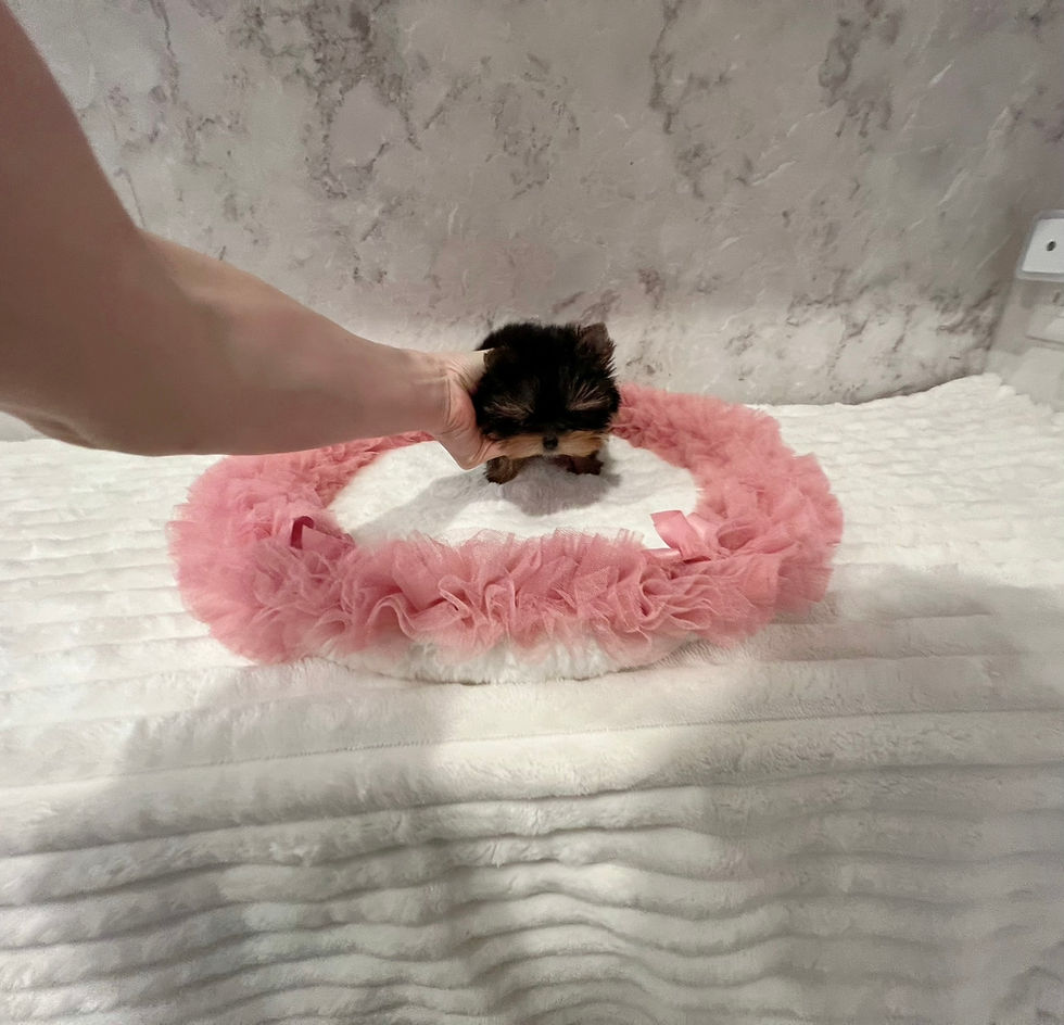 サムネイル： RIN Micro Teacup Yorkshire Terrier