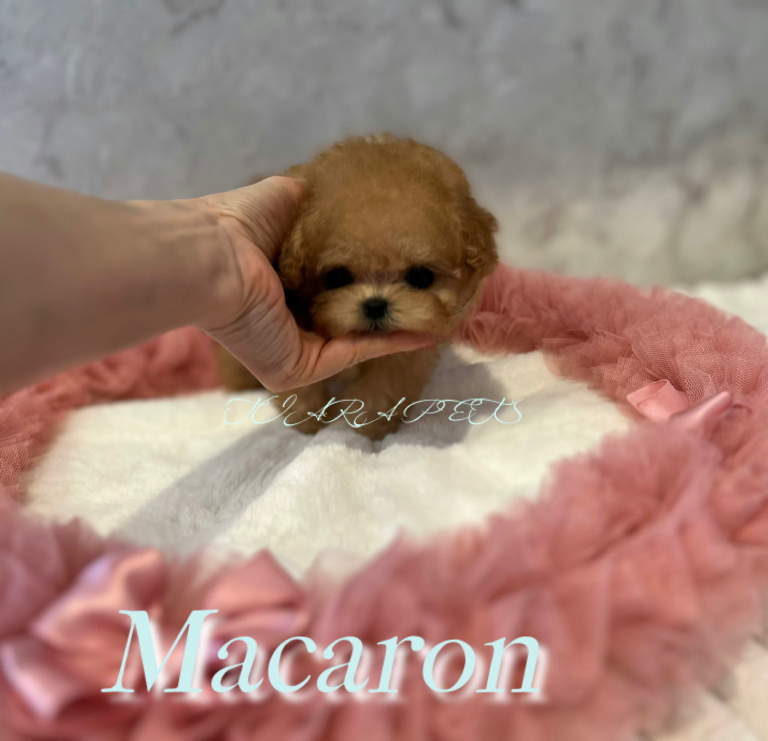 Macaron Micro Teacup Poodle