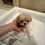 Miniaturbild: KOKORO Micro Maltipoo