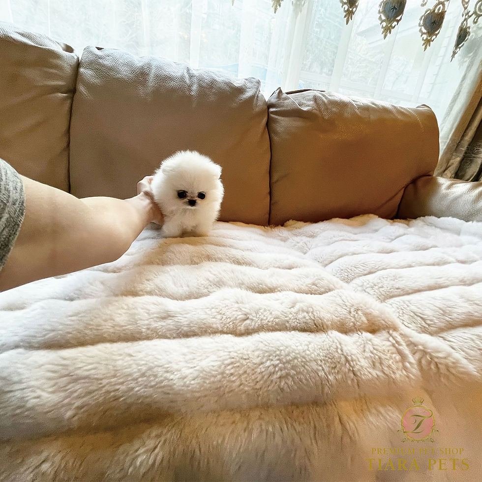 サムネイル： CHOUCHOU Micro 〜 Teacup Pomeranian