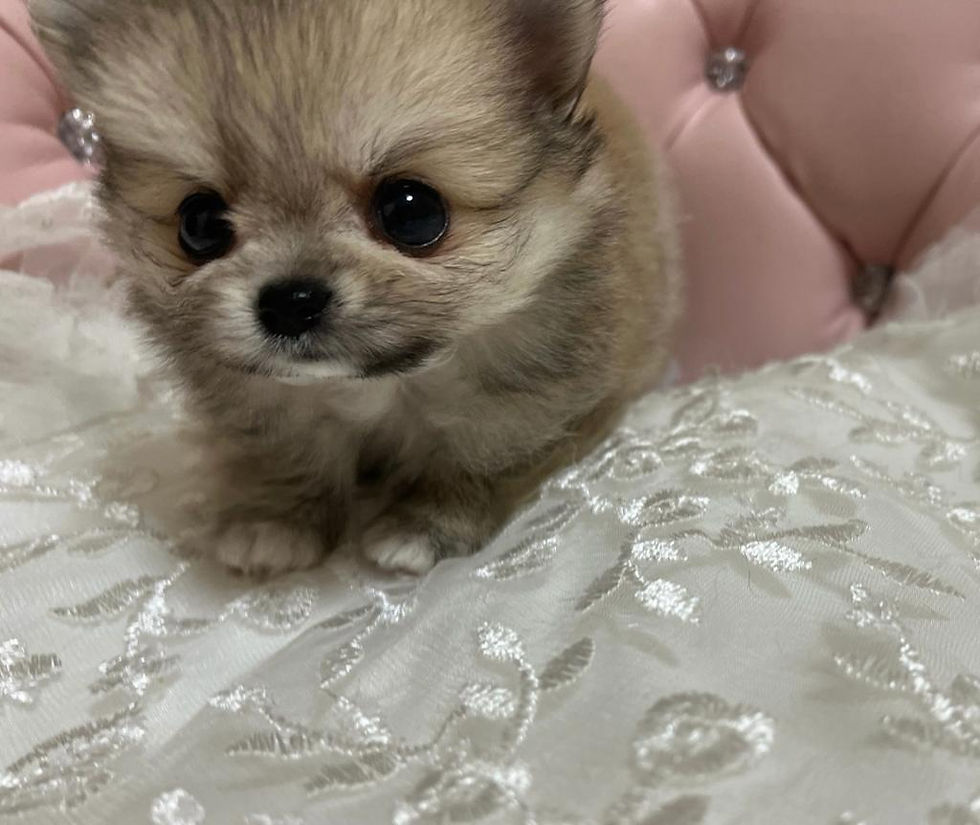 サムネイル： POPO Micro Teacup Pom-Chi