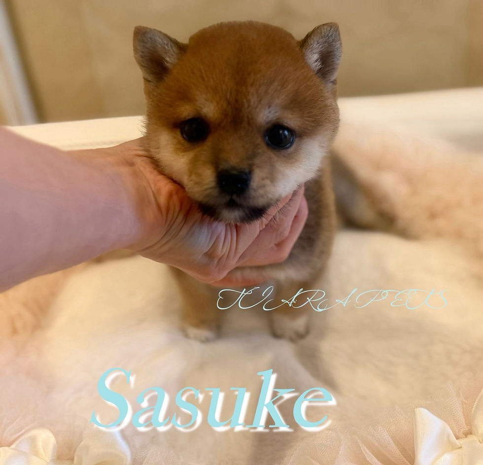 Miniatura: SASUKE Mameshiba（Both parents are 3-generation certified Mameshiba）