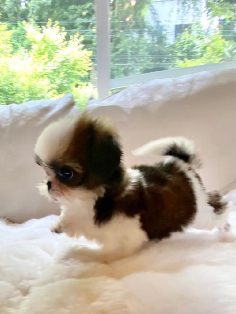 Imej kecil: AZUKI Teacup Shih Tzu