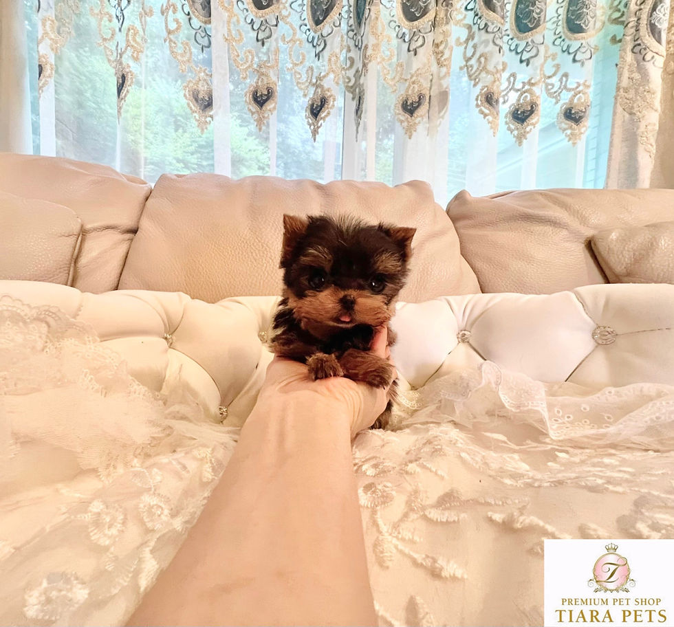 Miniature : PICCOLO Micro Yorkshire terrier