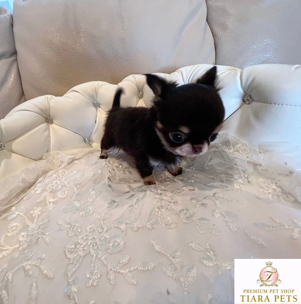 サムネイル： CANDY Micro Teacup Chihuahua