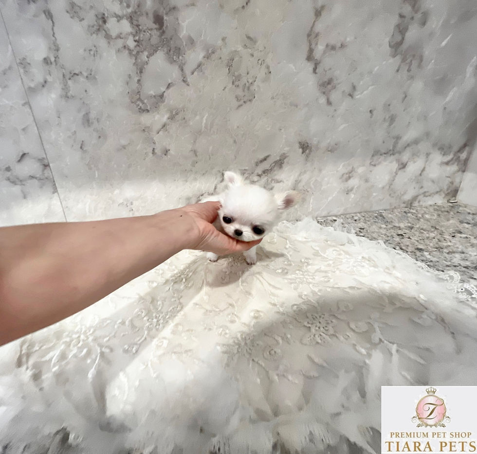 Miniaturbild: KOYUKI Micro Teacup Chihuahua