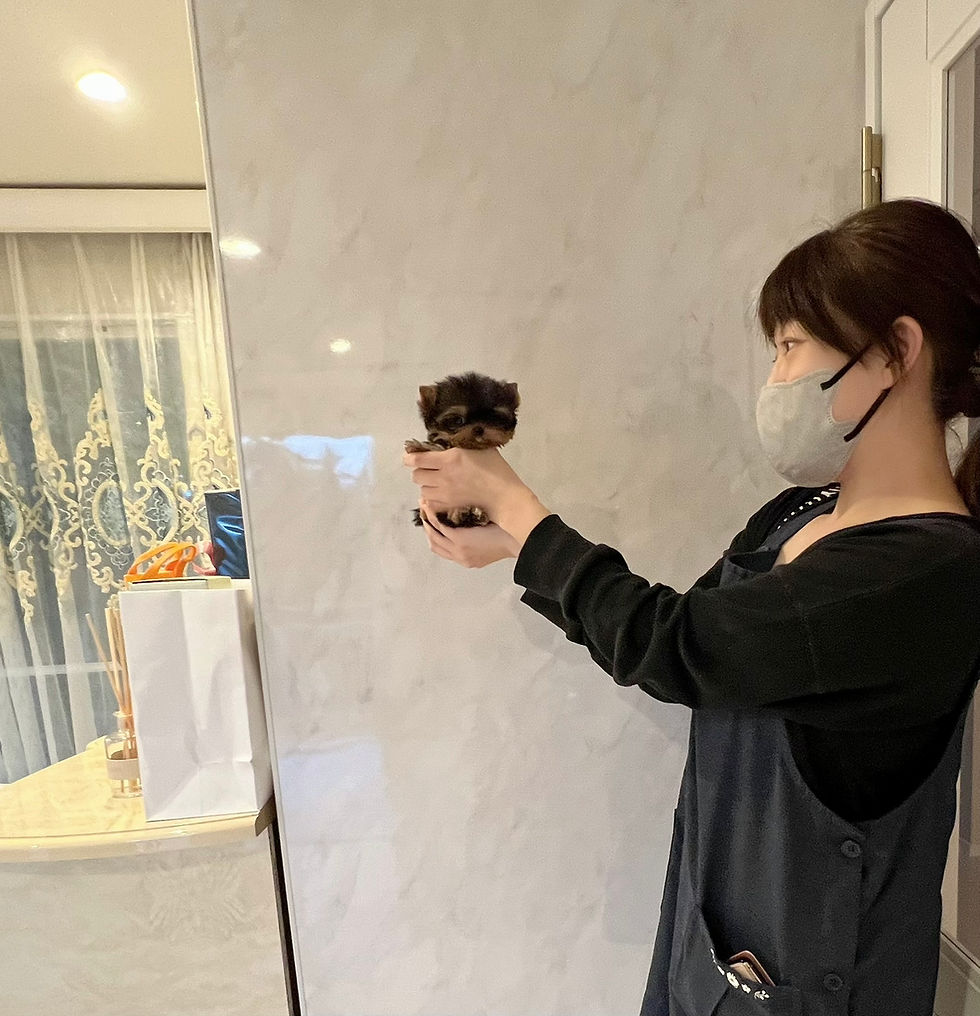 Thumbnail: ZEUS Micro Teacup Yorkshire Terrier