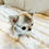 Thumbnail: SUZU Micro Teacup Chihuahua