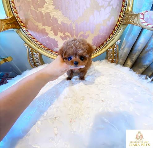Miniature : DOLCE Micro Teacup Poodle