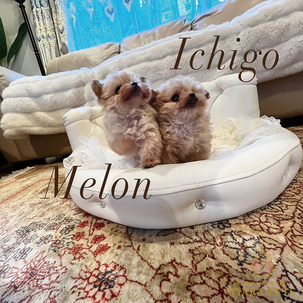 Imej kecil: ICHIGO Micro Teacup Chipoo