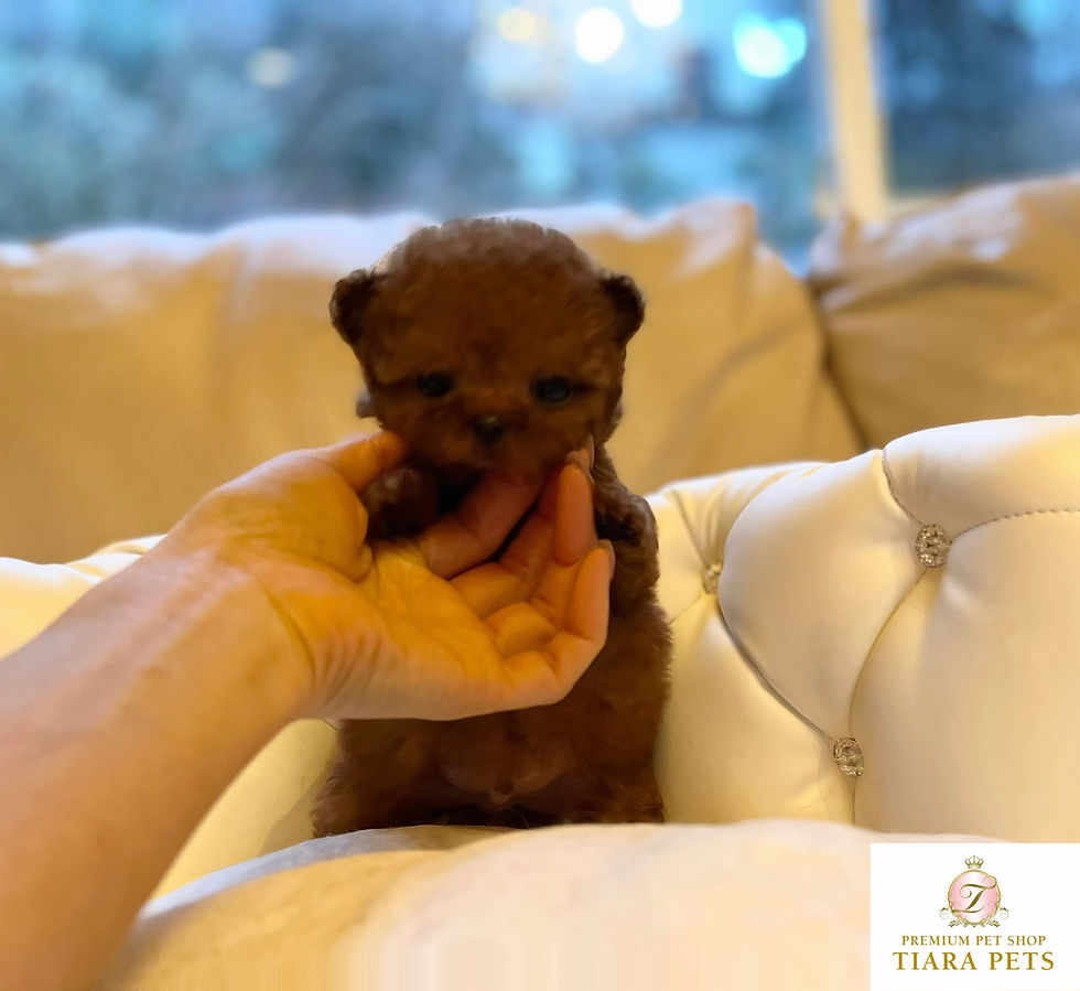 Miniatura: KOTSUBU Micro 〜 Teacup Poodle