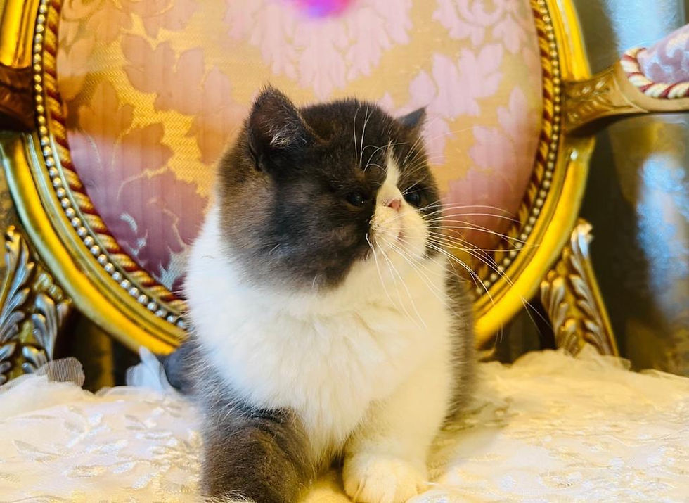 Küçük resim: TAKESHI Exotic Kitten