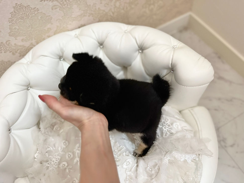 Imej kecil: KUROMAME Mame Shiba