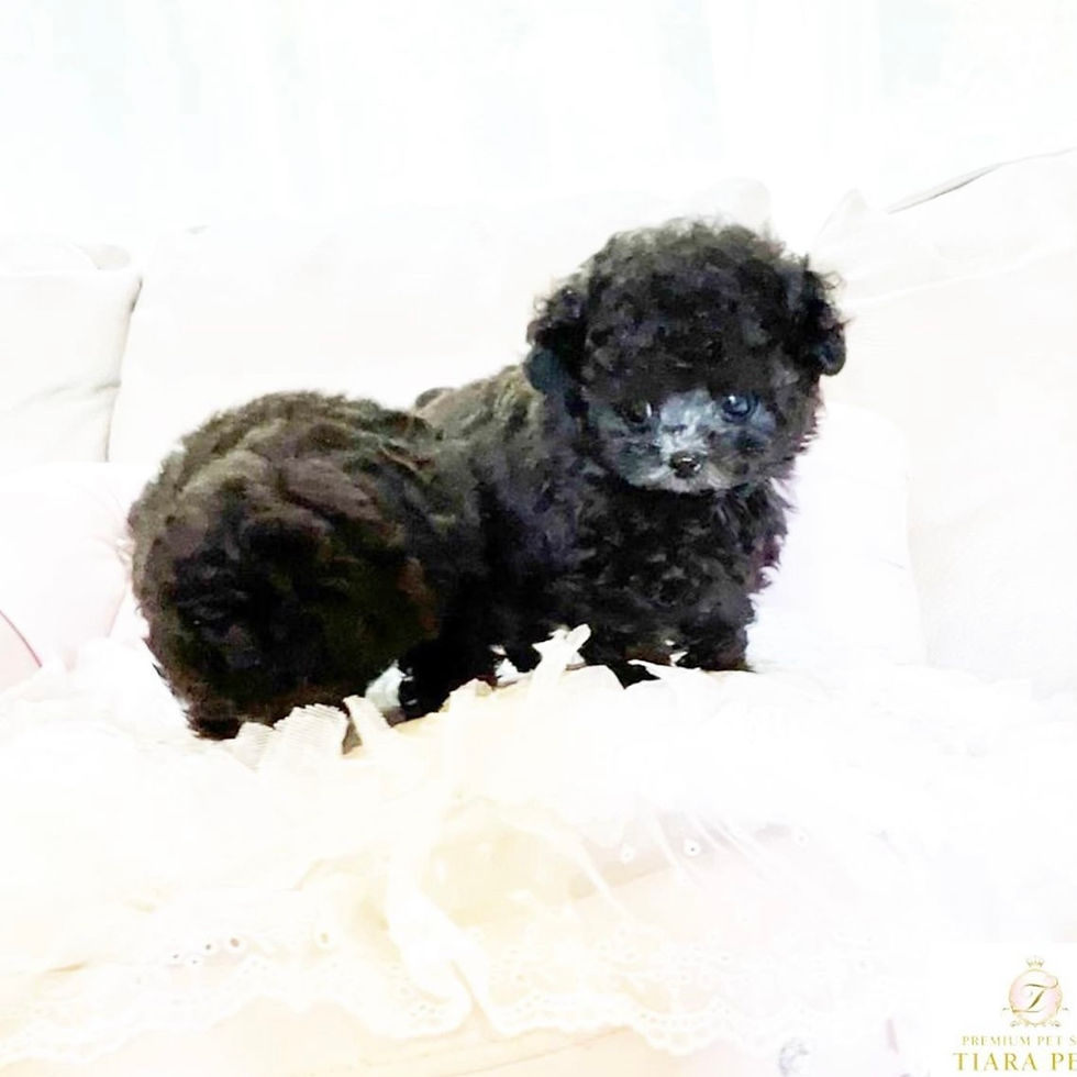 Miniatura: COCO Micro Teacup Poodle