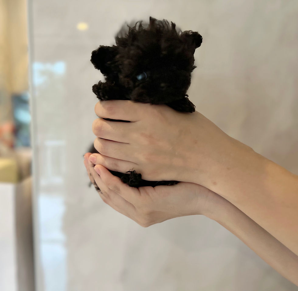 Miniature : NOIR Super Micro Teacup Poodle