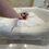 Miniaturbild: KURIN Teacup Chihuahua