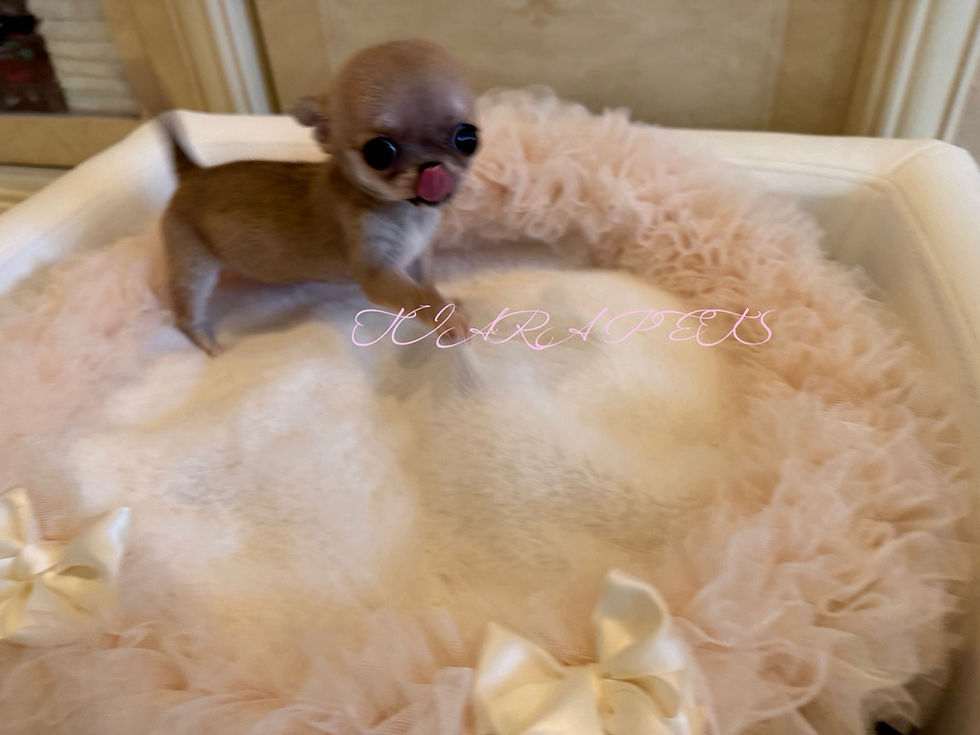 Miniatura: YUZU Smooth Chihuahua