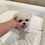 Miniature : Yuka Mini Bichon Frise