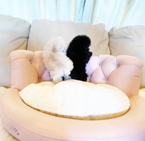 Miniature : SUAMA Micro Teacup Poodle