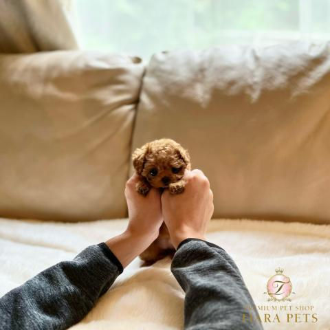 Miniature : CHIKUWA Teacup Poodle