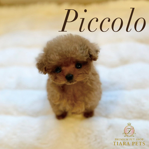 PICCOLO Micro Teacup Poodle Tiara Pets