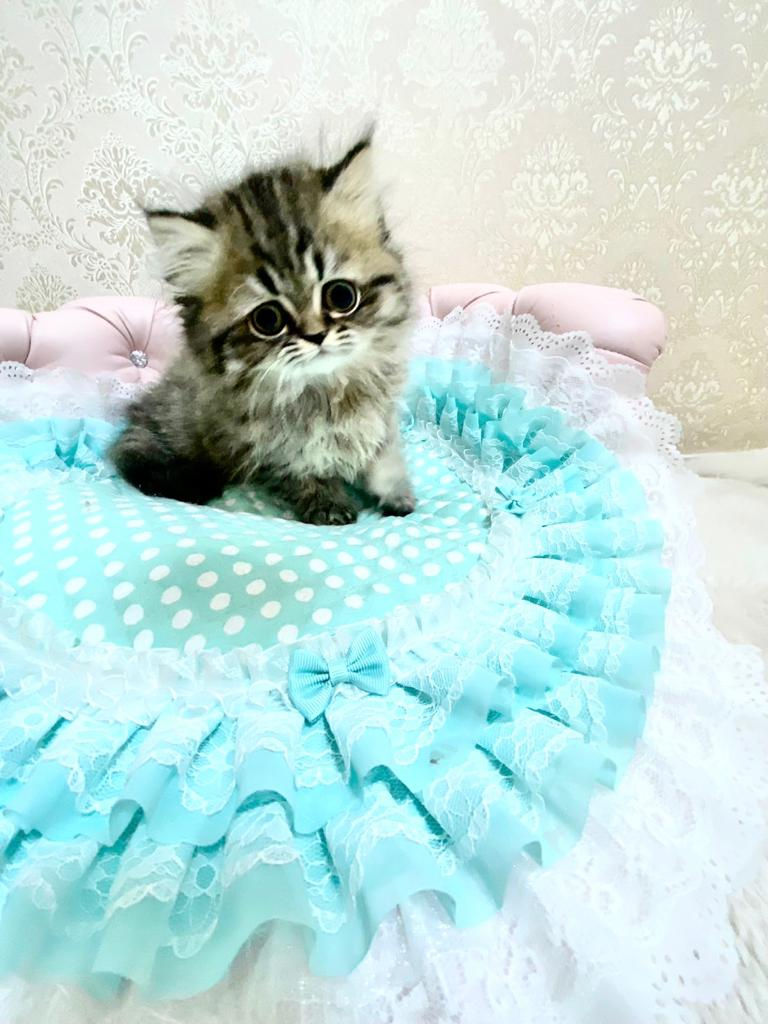 Thumbnail: RANRAN Tabby