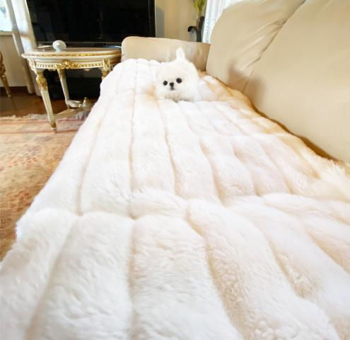 Miniaturbild: PEARL Pekingese