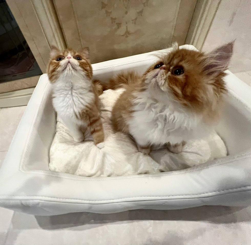 Küçük resim: FUKU Exotic Short Hair