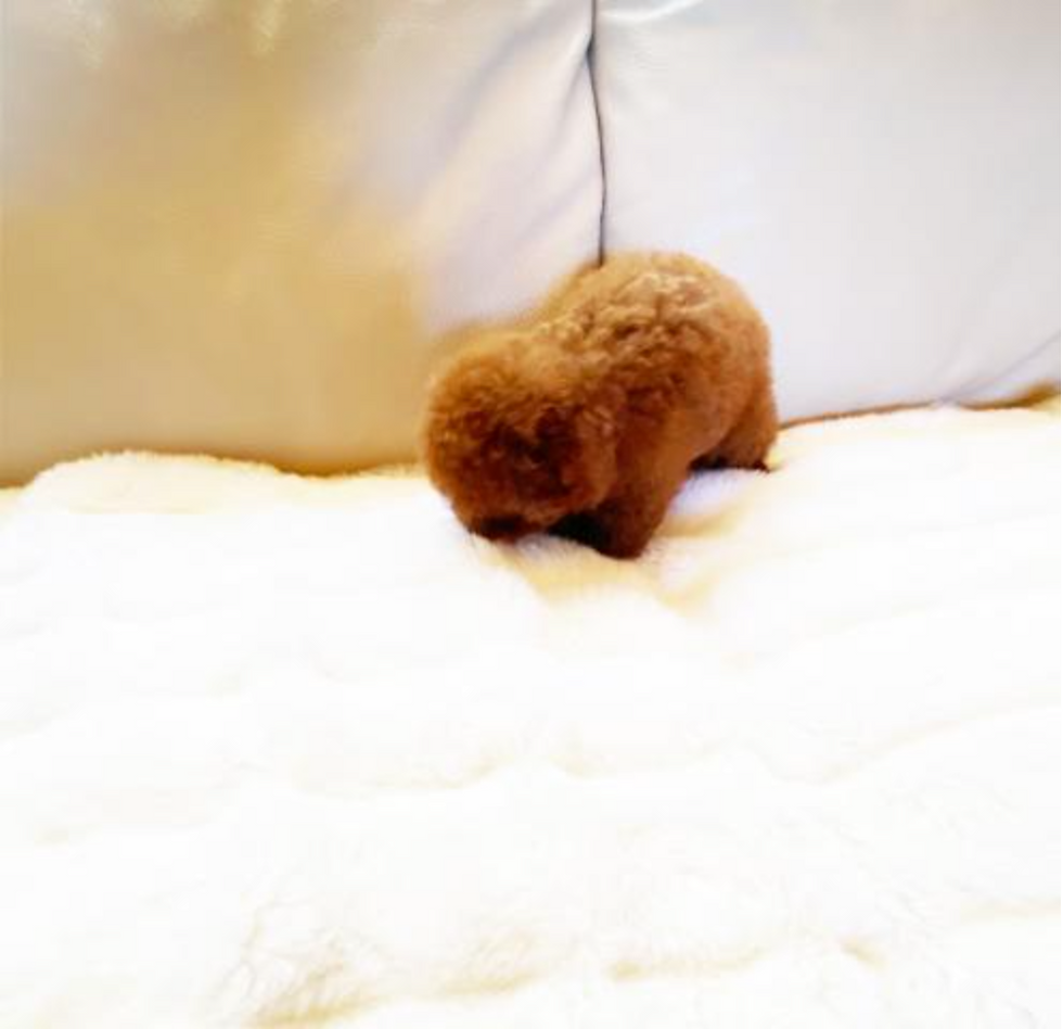 Thumbnail: TEDDY Teacup Poodle