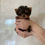 サムネイル： ANZU Micro Teacup Yorkshire Terrier