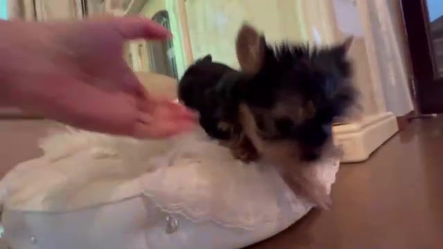 Miniatura: YUI Micro Teacup Yorkshire terrier