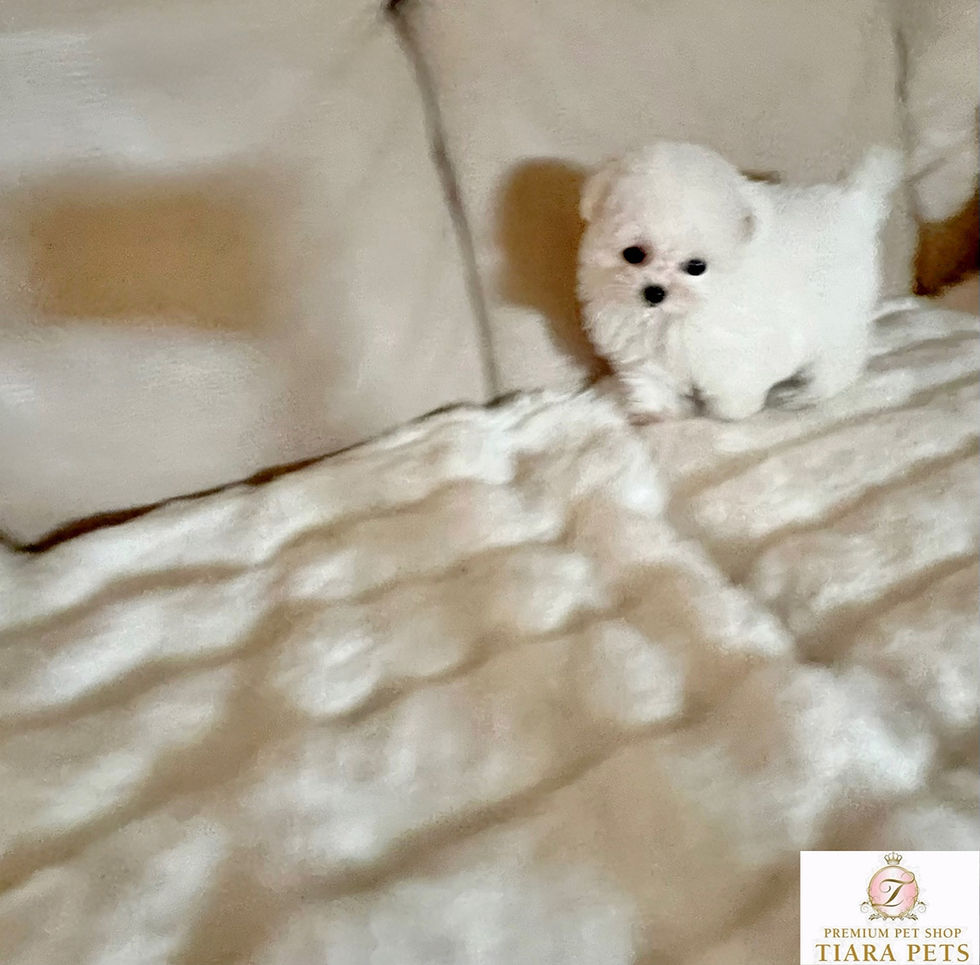 Miniature : MARINA Teacup~Mini Bichon Frize