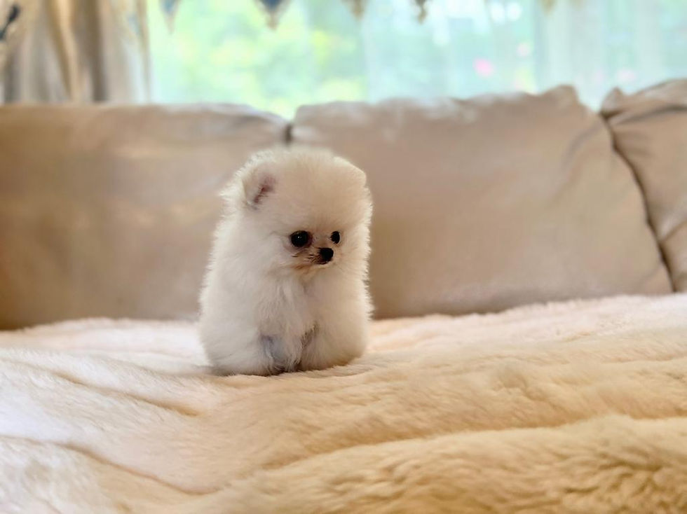 Thumbnail: WATAAME Teacup Pomeranian