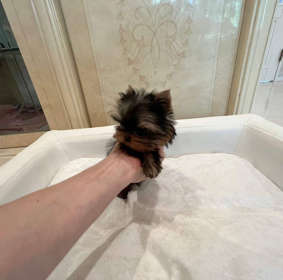Miniaturbild: YUI Micro Teacup Yorkshire Terrier