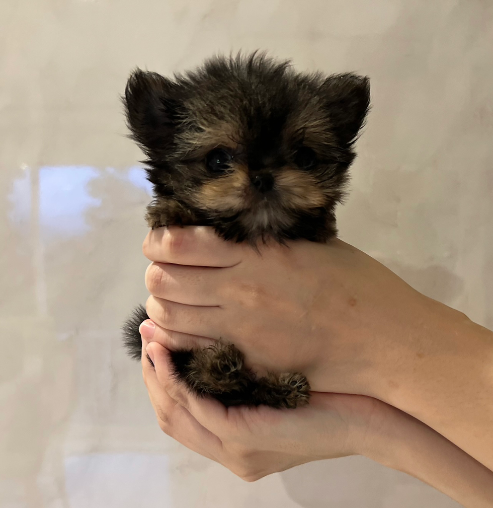 Miniature : KIRARA Micro Teacup Chorkie（Chihuahua X Yorkshire Terrier）