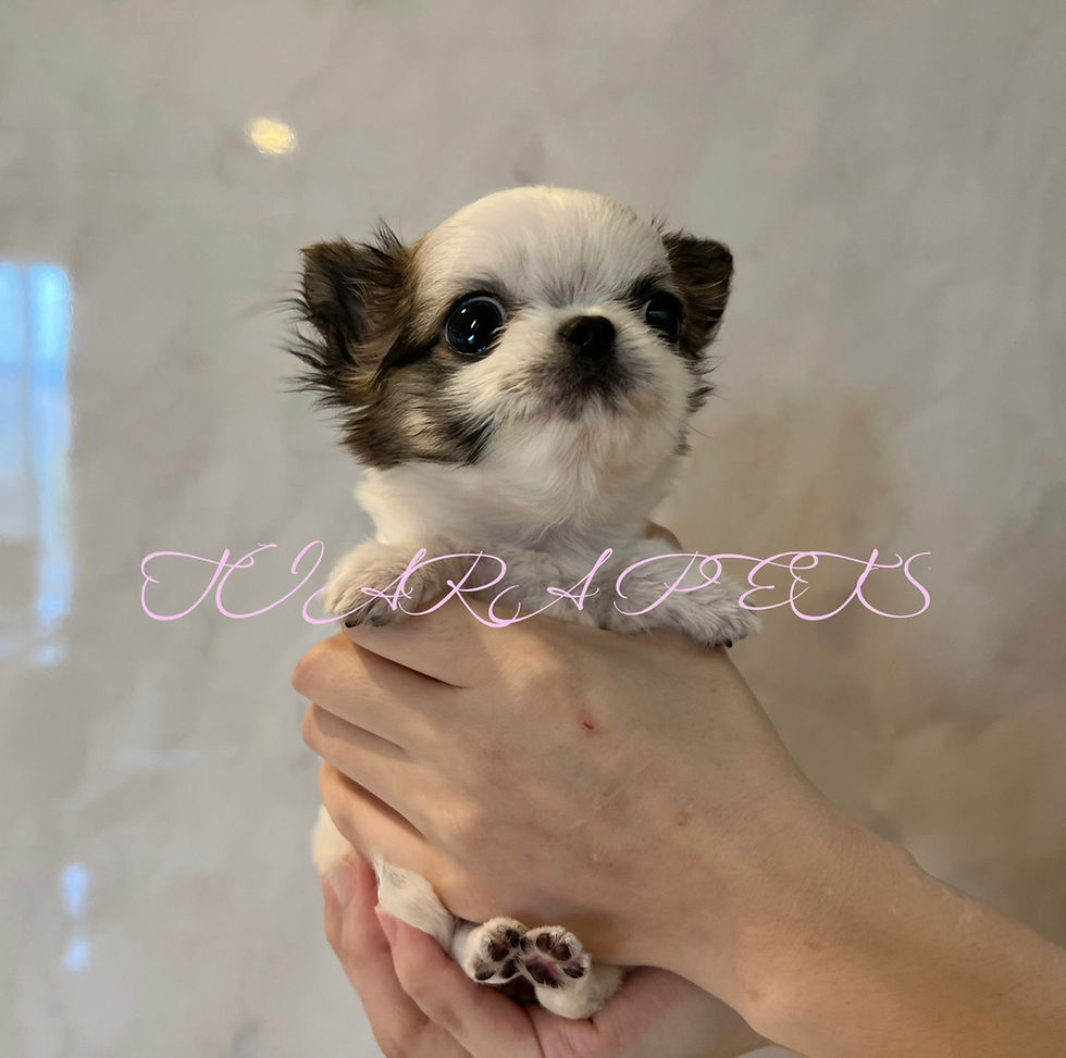 Thumbnail: Koume Micro Teacup Chihuahua