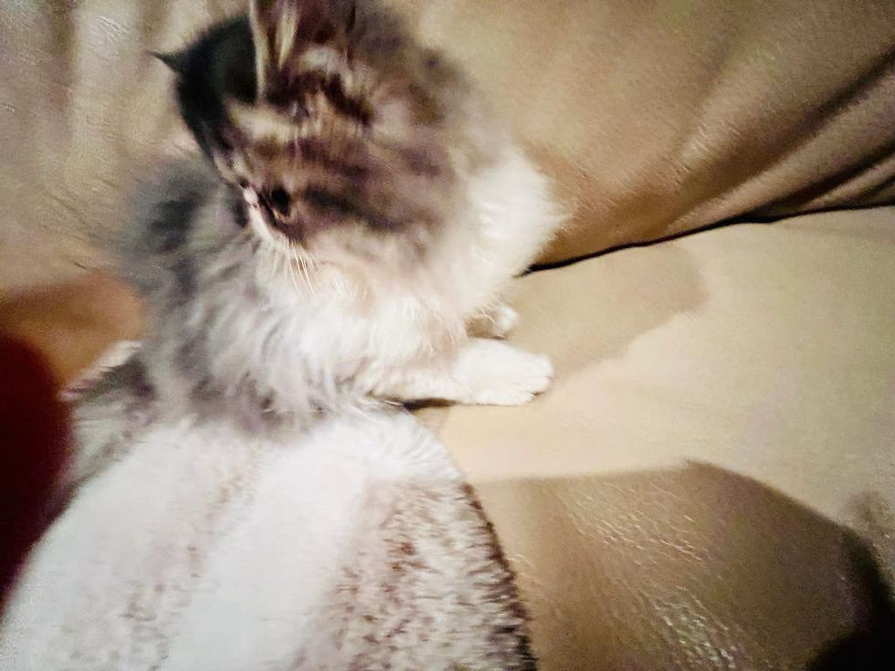 Miniatura: GRACE Exotic Kitten