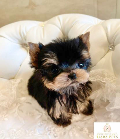 Miniaturbild: KIRARA Micro Teacup Yorkshire Terrier