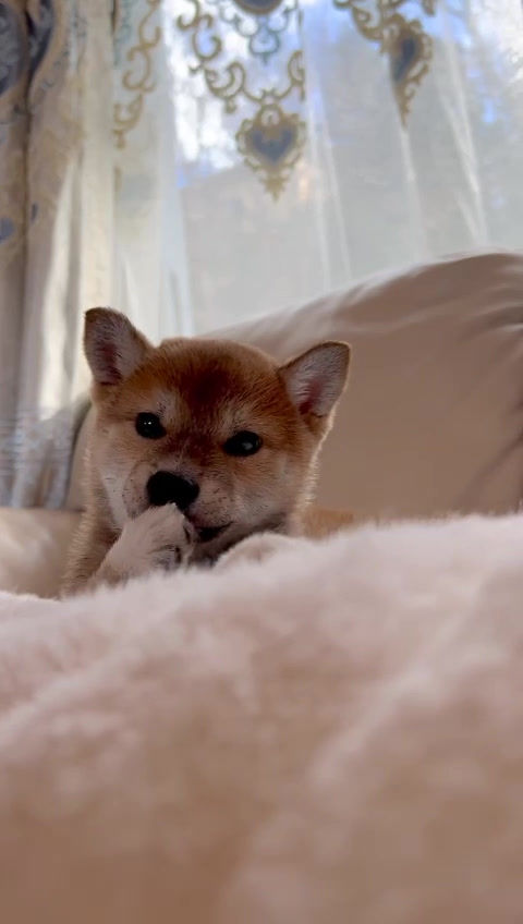 サムネイル： FUJI Shiba Inu
