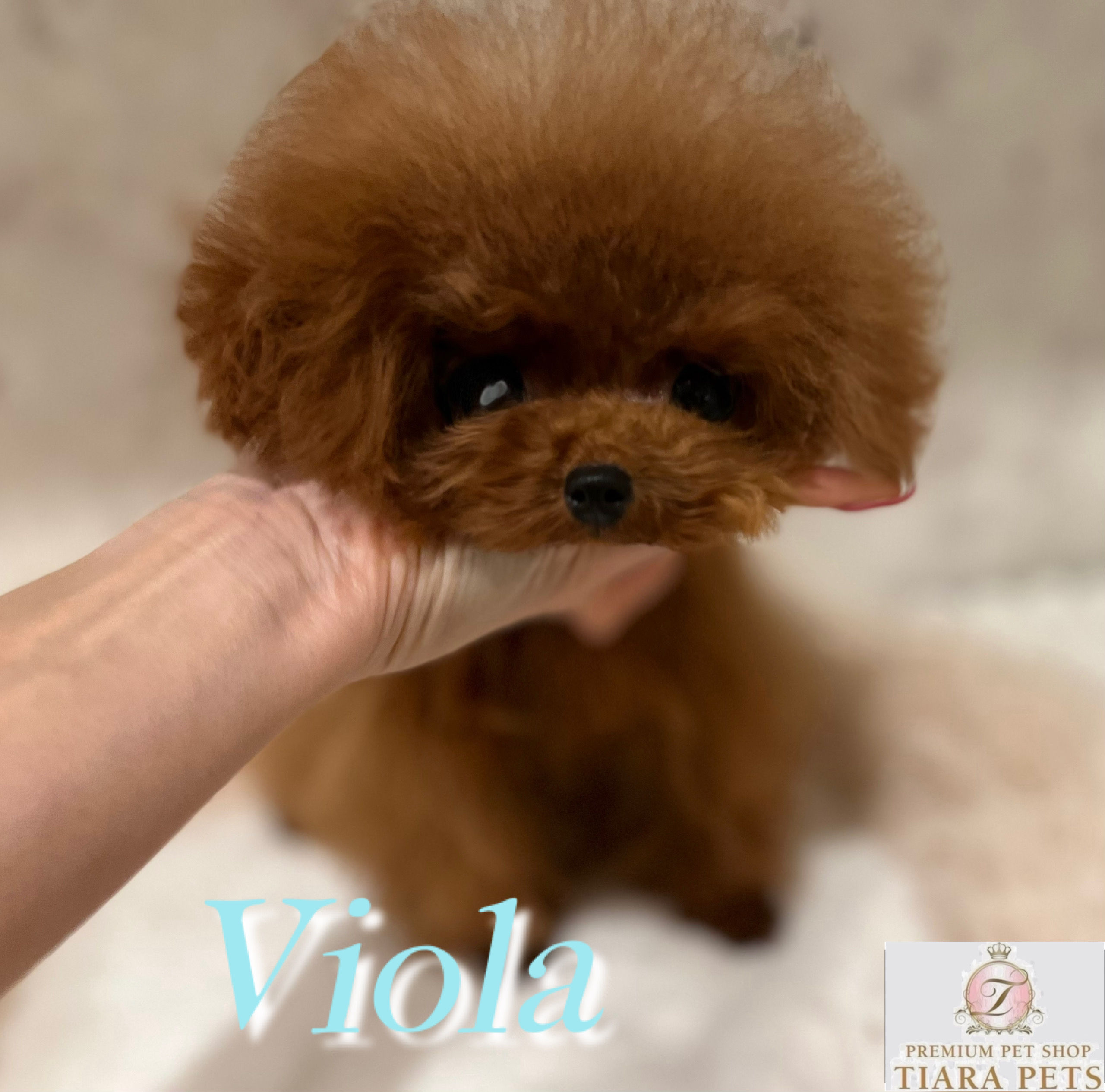 VIOLA Micro 〜 Teacup Poodle (Red)