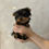 サムネイル： AKARI Teacup Yorkshire Terrier
