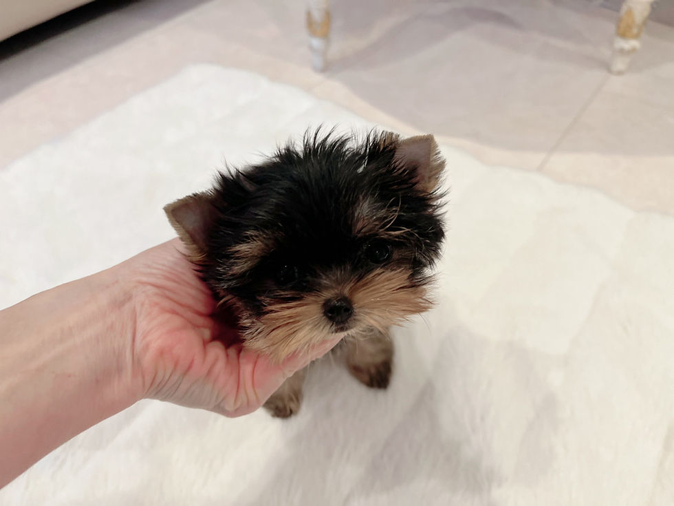Thumbnail: Kanon Teacup Yorkshire Terrier