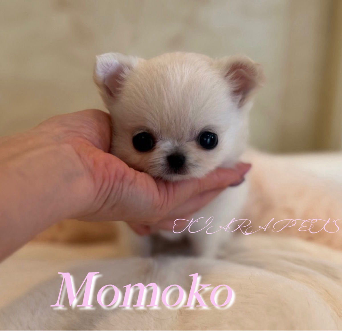 MOMOKO Teacup Chihuahua