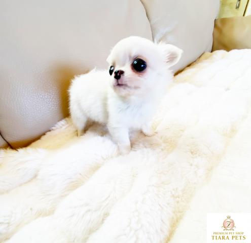 Thumbnail: OMOCHI Long Coat Chihuahua