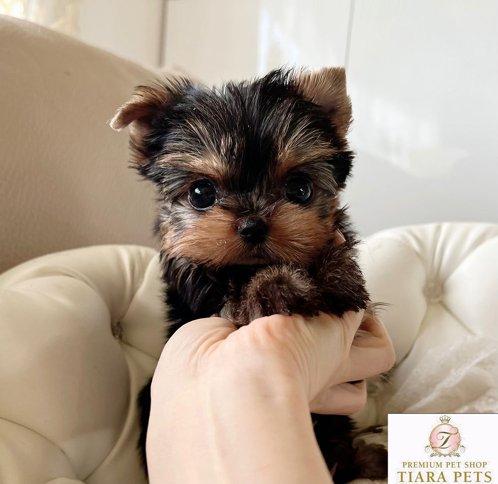 Miniaturbild: LEON Teacup Yorkshire terrier