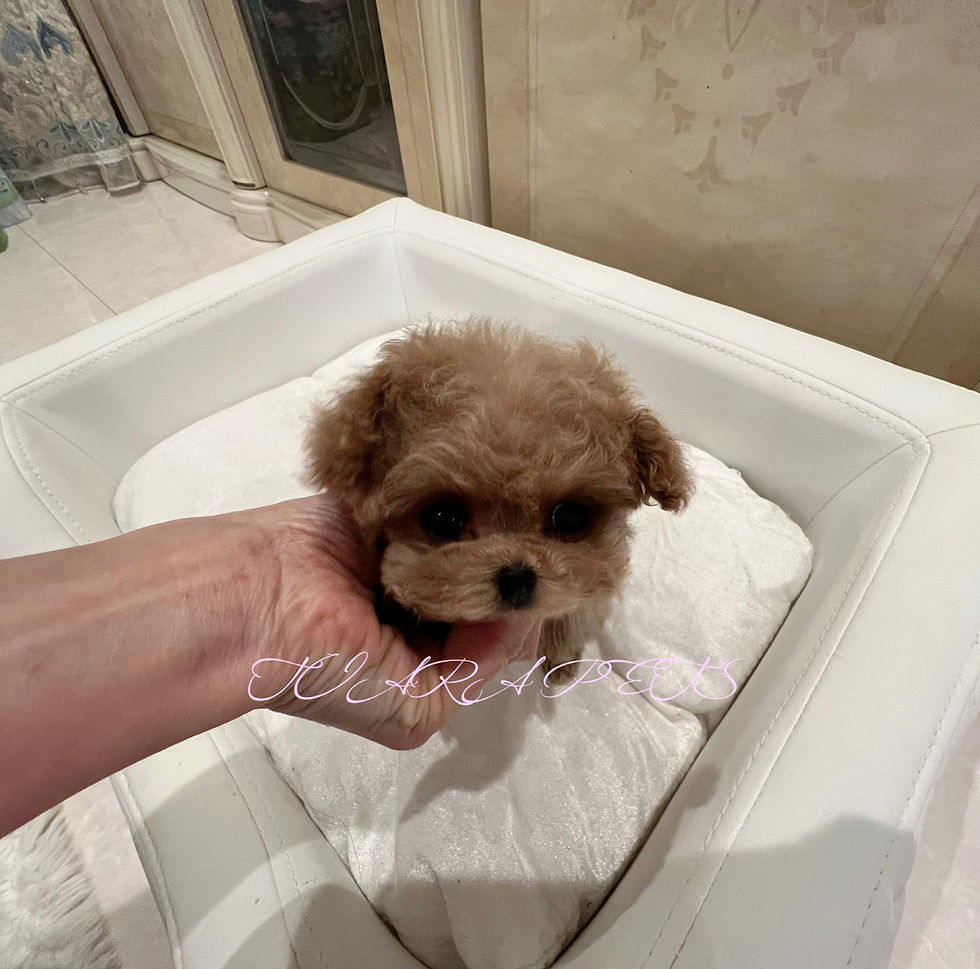 Thumbnail: Lily Micro Teacup Poodle