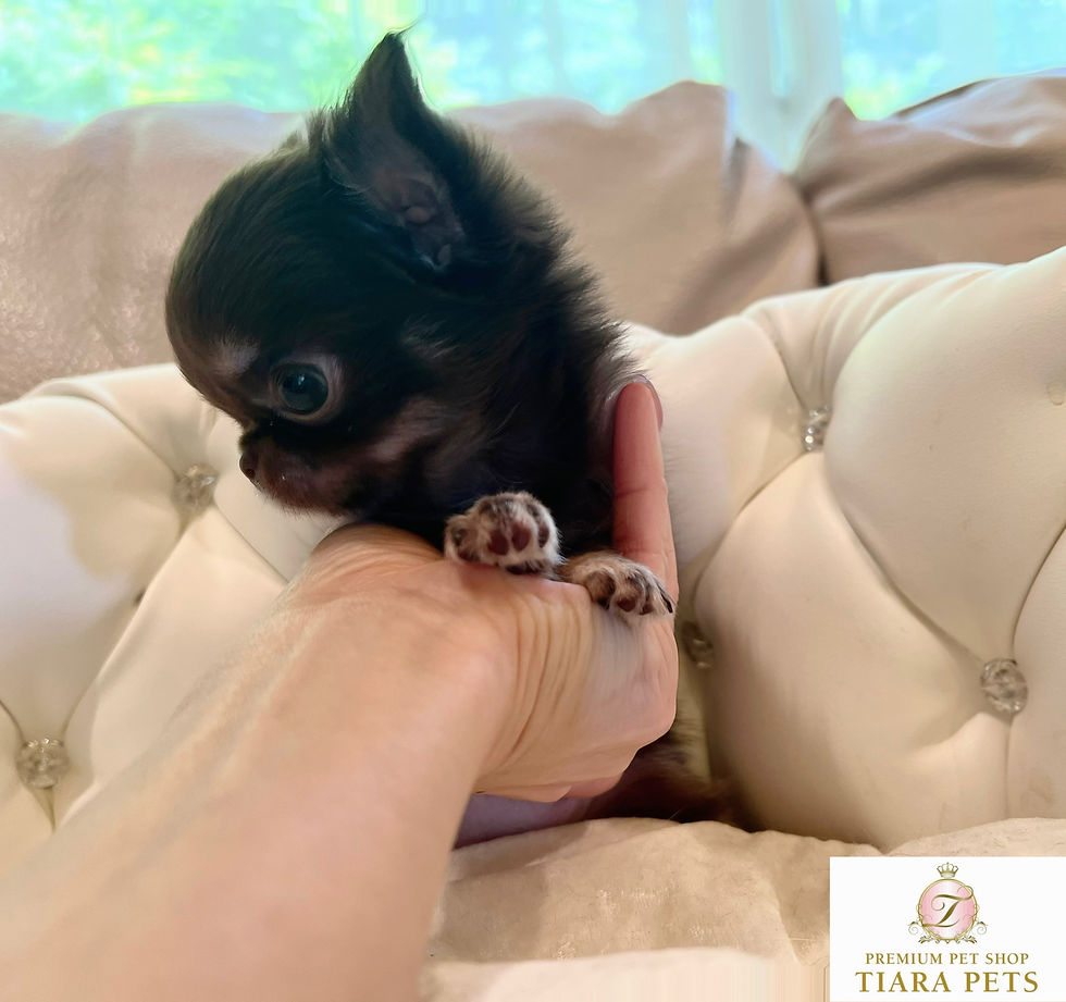 Imej kecil: RIN Teacup Chihuahua
