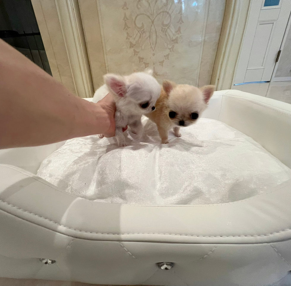 Miniatura: AI Micro Teacup Chihuahua