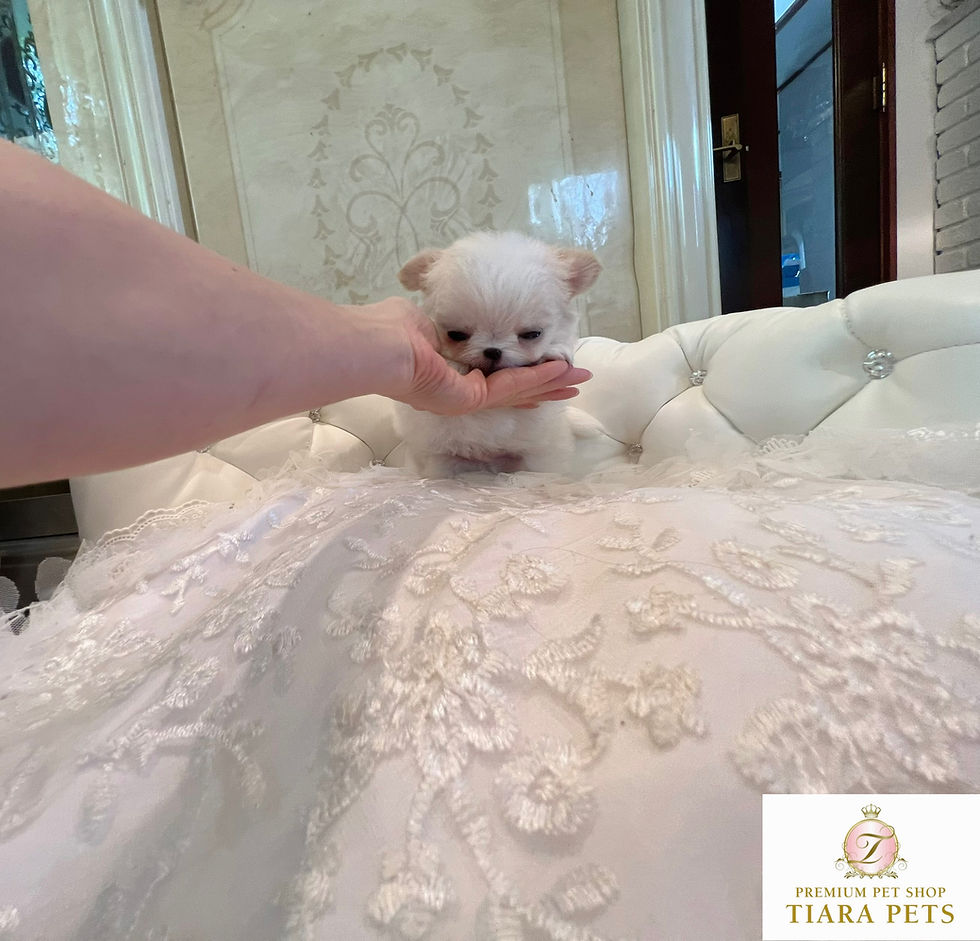 サムネイル： OMOCHI Teacup Chihuahua